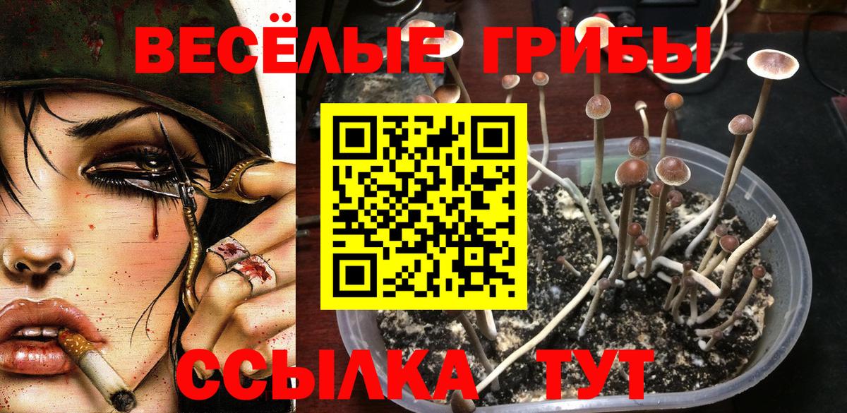 Псилоцибиновые грибы прущие грибы Гай
